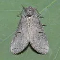 Afilia walshi - Hodges#7962.2 - photo 4