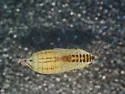 Red-tailed Leafhopper