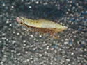 Red-tailed Leafhopper - photo 2