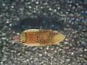 Red-tailed Leafhopper - photo 3