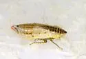 Red-tailed Leafhopper - photo 4