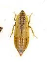 Red-tailed Leafhopper - photo 5