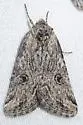 Afotella cylindrica - Hodges#9841 - Afotella cylindrica
