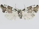 Afrida exegens - Hodges#8103.1