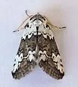 Afrida exegens - Hodges#8103.1 - photo 2