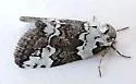 Afrida exegens - Hodges#8103.1 - photo 3
