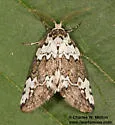 Afrida exegens - Hodges#8103.1 - photo 4