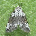 Afrida exegens - Hodges#8103.1 - photo 5