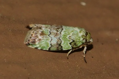 Dyar's Lichen Moth