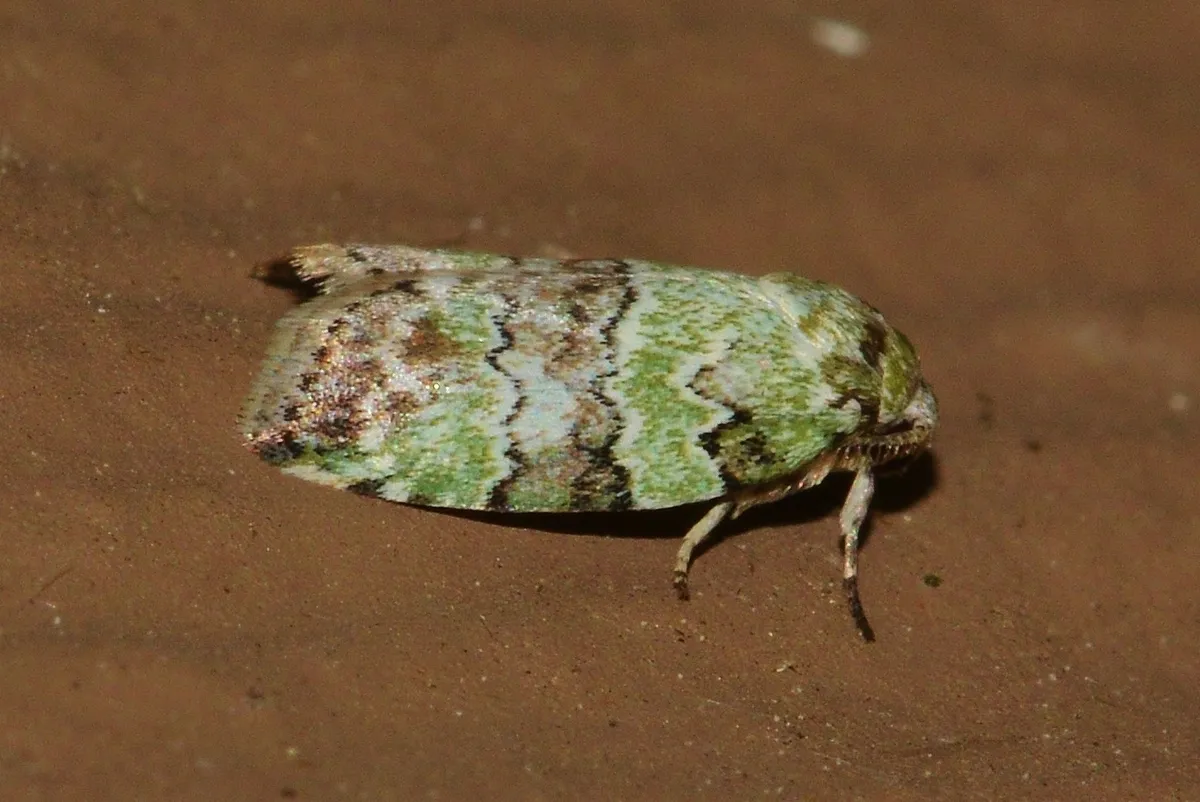 Dyar's Lichen Moth - photo 3