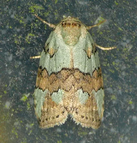 Dyar's Lichen Moth - photo 5