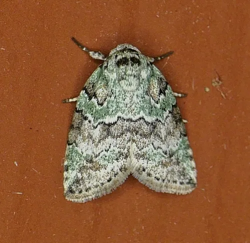 Dyar's Lichen Moth - photo 7