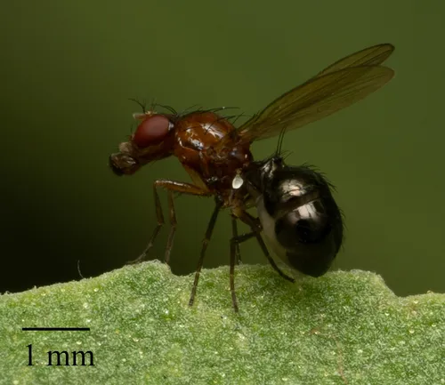 Afrocamilla bispinosa