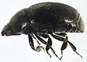 Afrogethes canadensis
