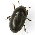 Afrogethes saevus