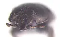 Afrogethes saevus - photo 4