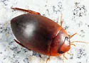 Agabetes acuductus - photo 2