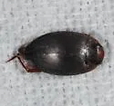 Agabetes acuductus - photo 3