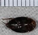 Agabetes acuductus - photo 4