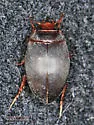 Agabetes acuductus - photo 5
