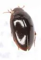 Agabinus glabrellus - photo 4