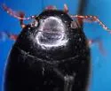 Agabinus sculpturellus - photo 2
