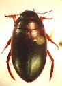 Agabus ambiguus