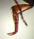 Agabus ambiguus - photo 3