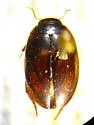Agabus amnicola