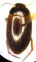 Agabus ancillus