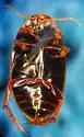 Agabus ancillus - photo 2
