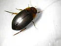 Agabus antennatus