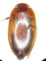 Agabus antennatus - photo 2
