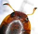 Agabus antennatus - photo 4