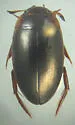 Agabus antennatus - photo 5