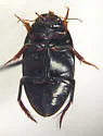 Agabus anthracinus