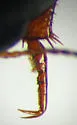 Agabus anthracinus - photo 2