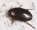 Agabus anthracinus - photo 4