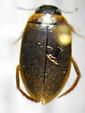 Agabus arcticus