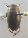 Agabus arcticus - photo 2