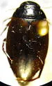 Agabus audeni