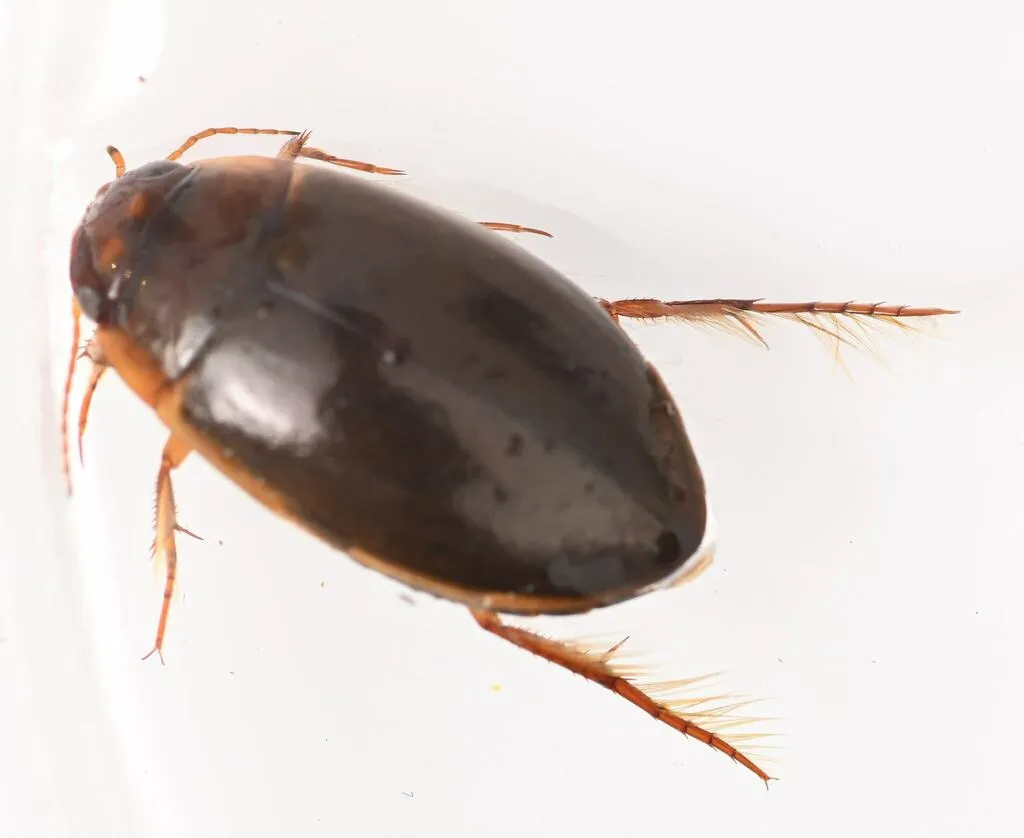 Agabus austinii - photo 2