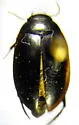 Agabus bicolor