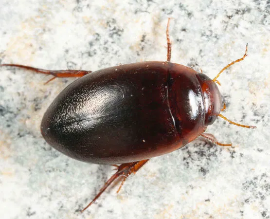 Agabus bifarius - photo 2