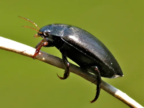 Agabus bipustulatus