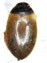Agabus canadensis