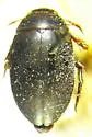 Agabus clavicornis