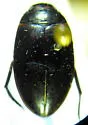 Agabus confinis - Agabus confinis