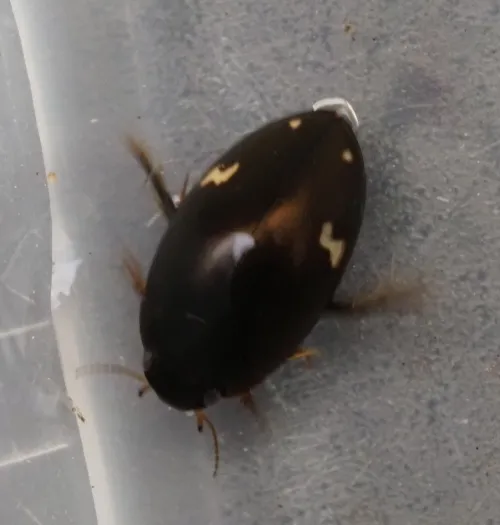 Agabus didymus