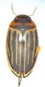 Disintegrated Diving Beetle - photo 2